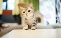 猫立写真摄影,猫立写真摄影的艺术魅力