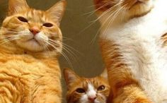 超市猫网红,萌宠魅力征服网友，日常趣事引热议